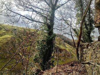 Bare trees on landscape