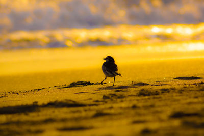 Bird on a land