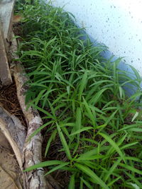 High angle view of fresh plants in greenhouse