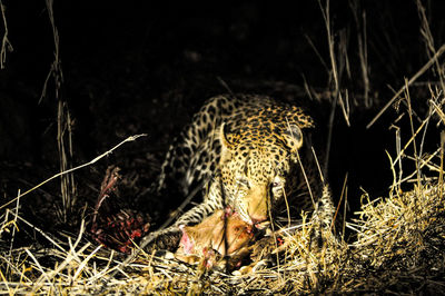 Leopard eating animal on ground