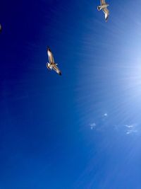 Low angle view of seagull flying in sky