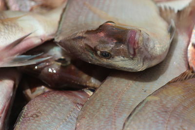 Close-up of fish for sale at market