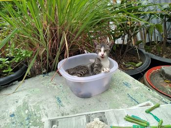 High angle view of cat in yard