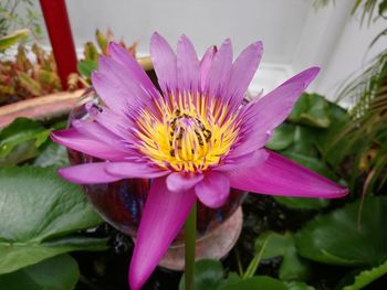 Close-up of pink water lily