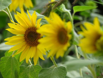 Close-up of yellow flowers blooming outdoors