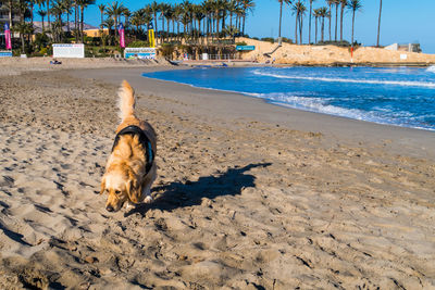 Dog on beach