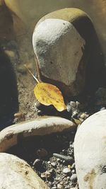 High angle view of yellow leaves on water