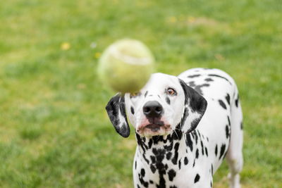 Portrait of a dog on grassland