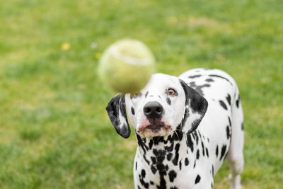 Close-up of dog sitting on grassy field