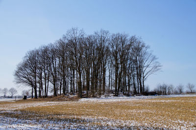 Bare trees on field against clear sky during winter