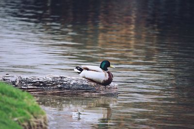 Duck by lakeshore