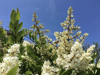 Close-up of white flowering plant against sky