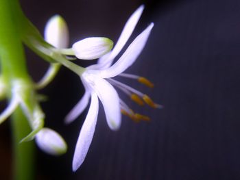 Close-up of fresh white flower blooming at night