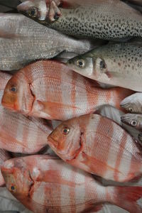 Close-up of fish for sale in market