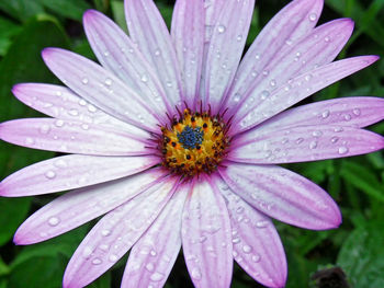 Close-up of water drops on purple flower