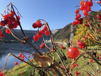 Close-up of red berries growing on tree against sky