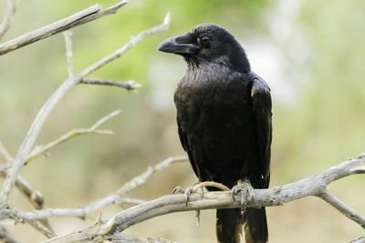 Close-up of bird perching on branch