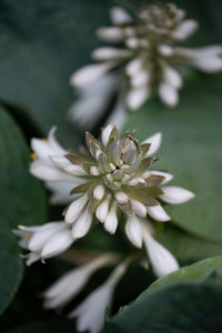 Close-up of white flowering plant