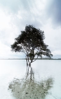 Tree against sky during winter