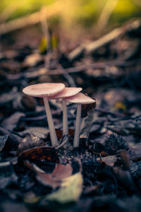 Close-up of mushroom growing outdoors