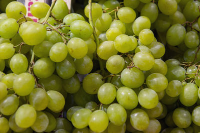 Close-up of ripe grape clusters, vividly capturing their texture and shine.
