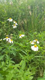 Close-up of white flowering plants on field