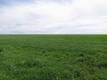 Scenic view of field against sky