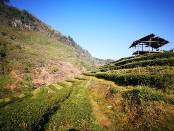 Scenic view of agricultural field against clear sky