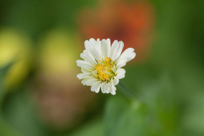 Close-up of white daisy flowers