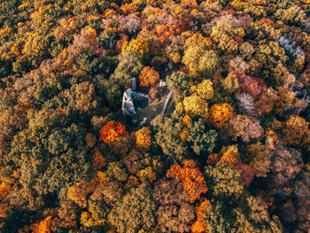 High angle view of trees in forest