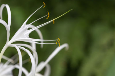 Close-up of plant against blurred background