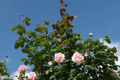 Low angle view of pink flowering plant against sky