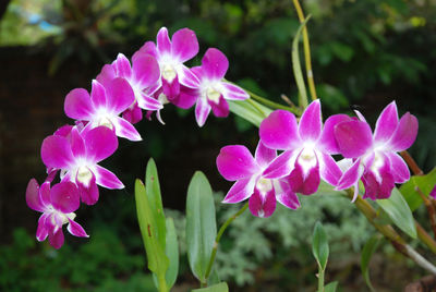 Close-up of pink flowering plants in park