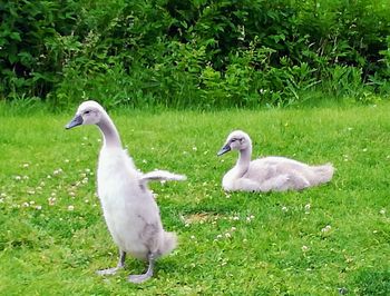 Close-up of swan on grass by lake