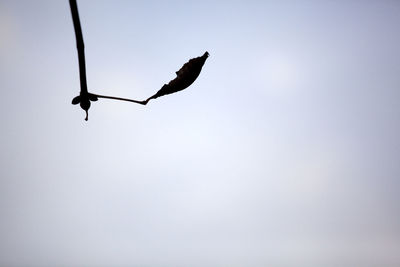 Low angle view of bird perching on silhouette tree against sky