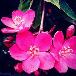 Close-up of pink orchid blooming outdoors