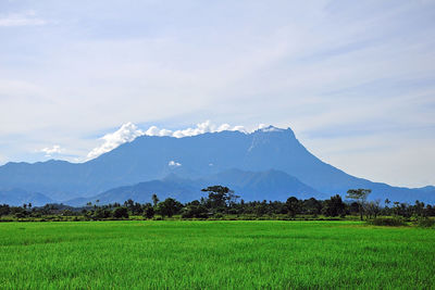 Scenic view of field against blue sky