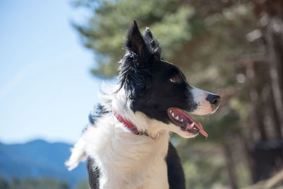 Close-up of dog looking away