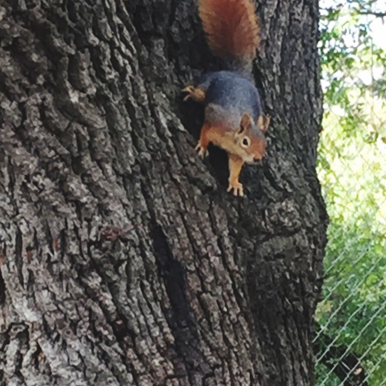 one animal, animal themes, animal wildlife, animals in the wild, squirrel, mammal, no people, nature, tree trunk, climbing, tree, rat, close-up, tail, outdoors, day