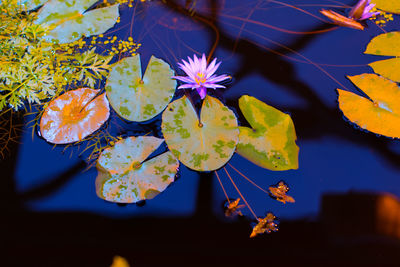 Close-up of flowers floating on water