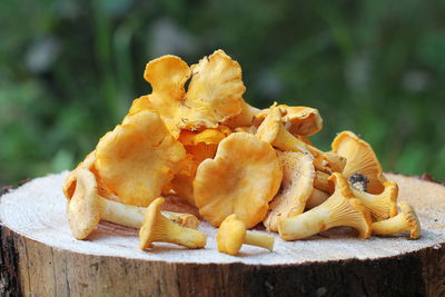 Close-up of mushrooms on table