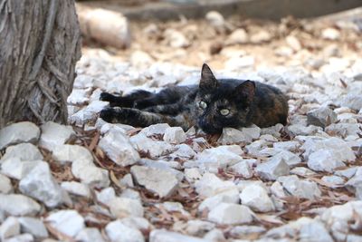 Portrait of cat resting