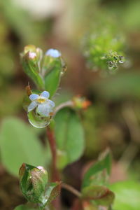 Close-up of plant