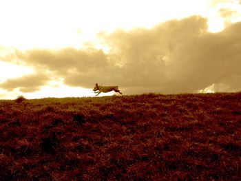 Dog on field against sky