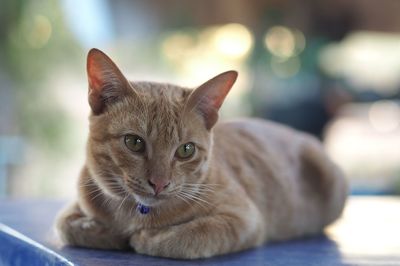 Portrait of cat lying down