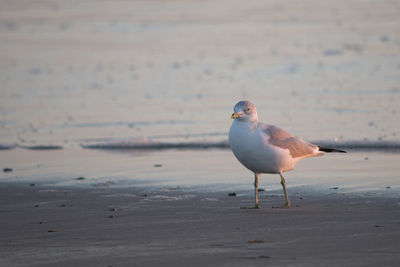 Seagull perching on a beach in evening light