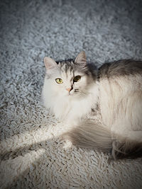 Portrait of cat relaxing on rug