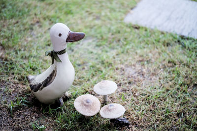 High angle view of white duck on field