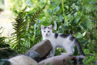 View of a cat