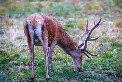 Deer in a field